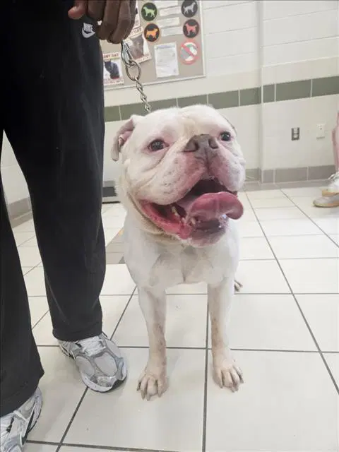 Ralph - American Bulldog