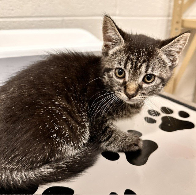 *STITCH, cat — photo 1 of 1