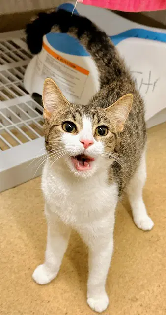 Elira - Domestic Short Hair