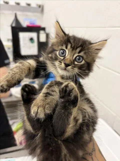 Milagro - Domestic Short Hair