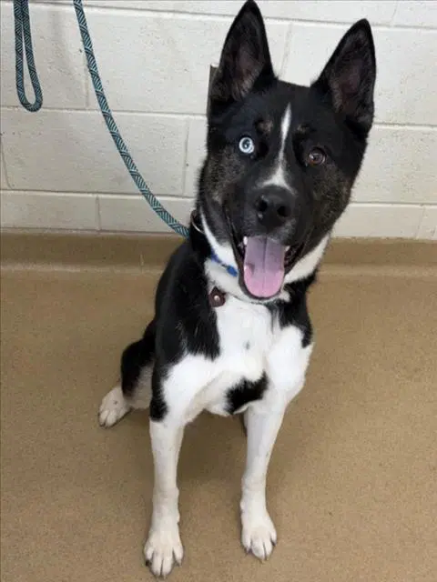 Jorah - Siberian Husky