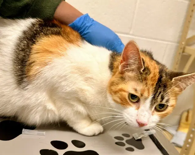 Orange Crush - Domestic Short Hair