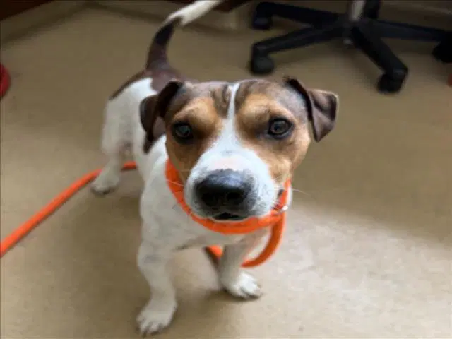Milo - Jack Russell Terrier (Parson Russell Terrier)