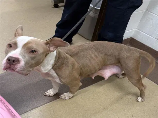 Asiago - American Pit Bull Terrier