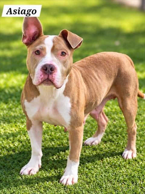 *ASIAGO, a dog for adoption from Montgomery County Animal Services and Adoption Center
