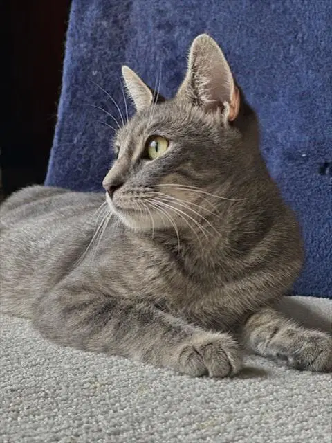 Calypso - Domestic Short Hair