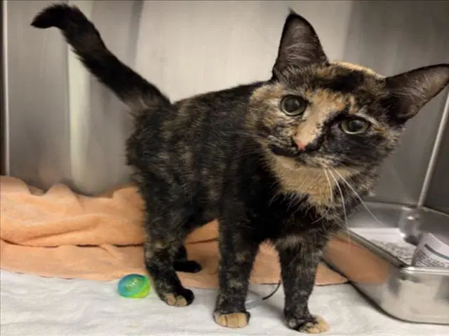 Buttercup - Domestic Short Hair