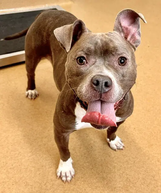 Skye - American Pit Bull Terrier