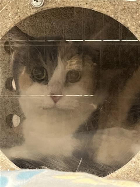*LIL MISS MUFFET, a cat for adoption from Montgomery County Animal Services and Adoption Center