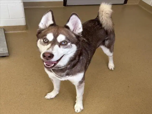 Rodrigo - Siberian Husky
