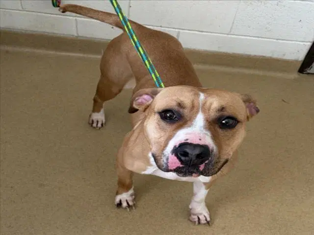 Brandy - American Pit Bull Terrier