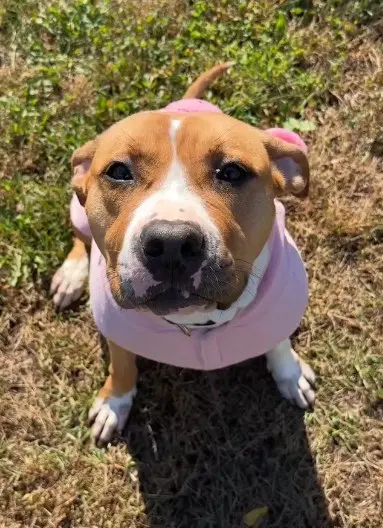 Brandy - American Pit Bull Terrier