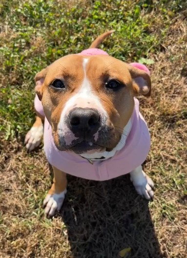 BRANDY, an American Pit Bull Terrier (medium coat) dog for adoption in Derwood, MD