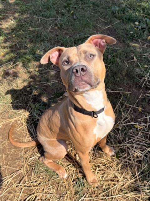 *CELINE, a dog for adoption from Montgomery County Animal Services and Adoption Center