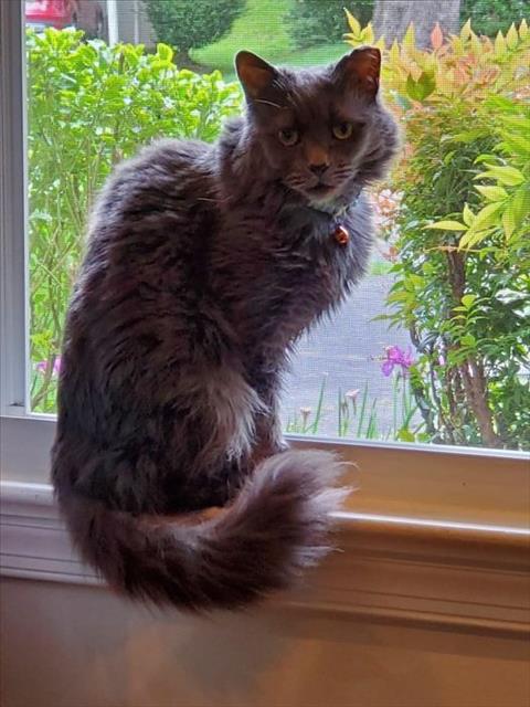 *PLATINUM, a cat for adoption from Montgomery County Animal Services and Adoption Center