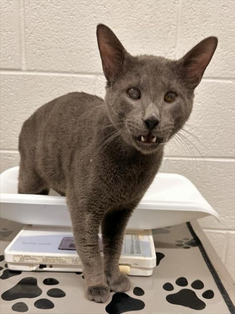 *BART, a cat for adoption from Montgomery County Animal Services and Adoption Center