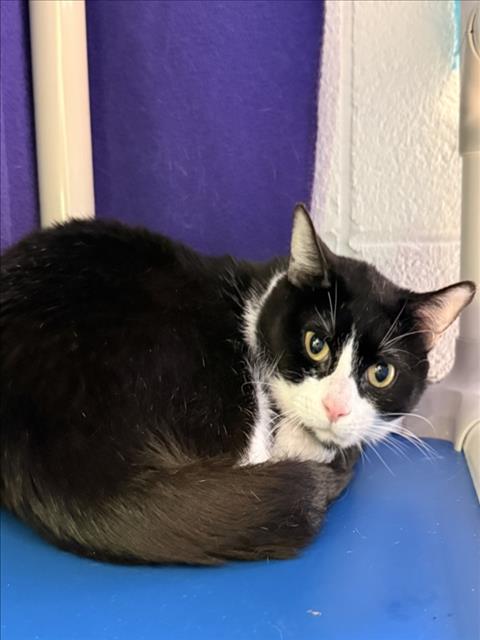 *BLUE RIBBON, a cat for adoption from Montgomery County Animal Services and Adoption Center