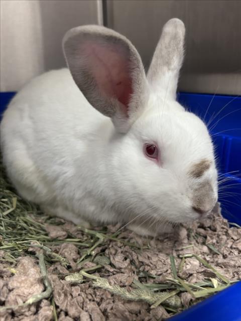 *MERINGUE, a rabbit for adoption from Montgomery County Animal Services and Adoption Center