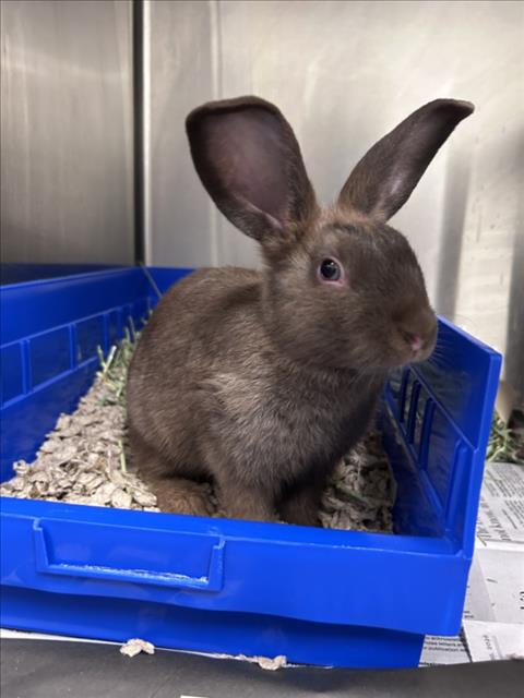 *SMITH ISLAND CAKE, a rabbit for adoption from Montgomery County Animal Services and Adoption Center