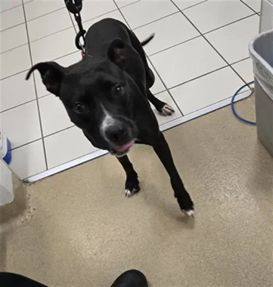 Macey - American Pit Bull Terrier