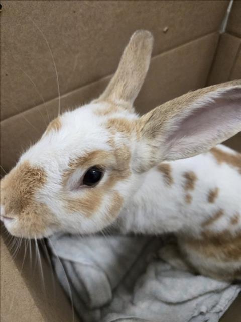 *BARLEY, a rabbit for adoption from Montgomery County Animal Services and Adoption Center