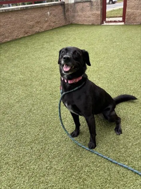 Abbey - Labrador Retriever