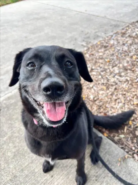 Abbey - Labrador Retriever