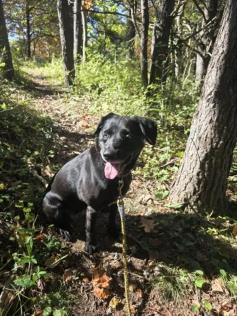 Abbey - Labrador Retriever