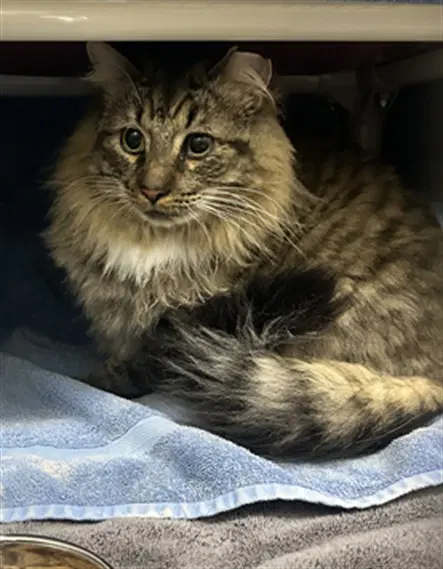 Romulus - Domestic Short Hair