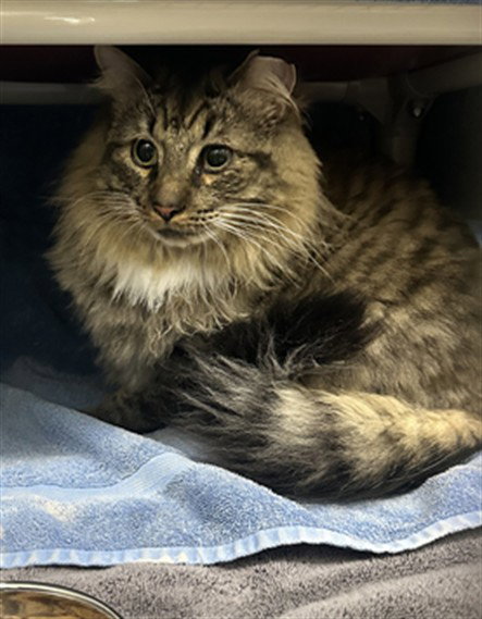 ROMULUS, a cat for adoption from Montgomery County Animal Services and Adoption Center