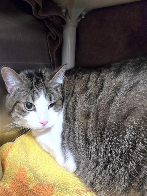 Winifred Sanderson, Domestic Short Hair