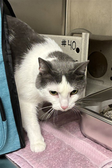 PUDDIN, a cat for adoption from Montgomery County Animal Services and Adoption Center