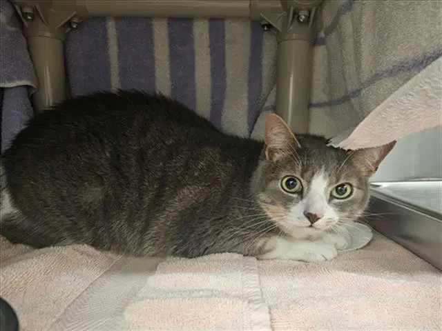 Canelo - Domestic Short Hair