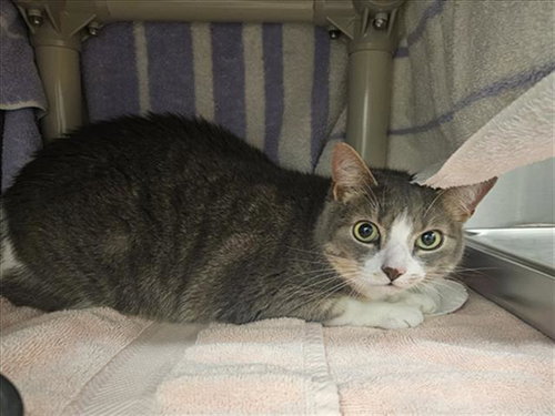 CANELO, a cat for adoption from Montgomery County Animal Services and Adoption Center