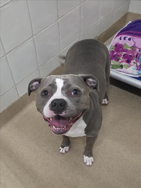 *Gemma, American Pit Bull Terrier