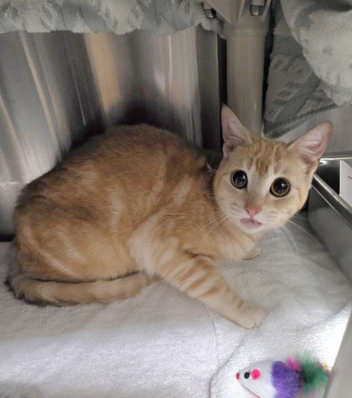 *DIVA PLAVALAGUNA, a cat for adoption from Montgomery County Animal Services and Adoption Center