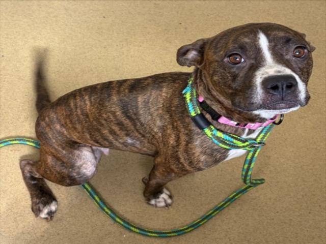 Tracey, American Pit Bull Terrier