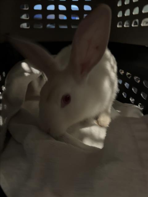 *IVORY, a rabbit for adoption from Montgomery County Animal Services and Adoption Center