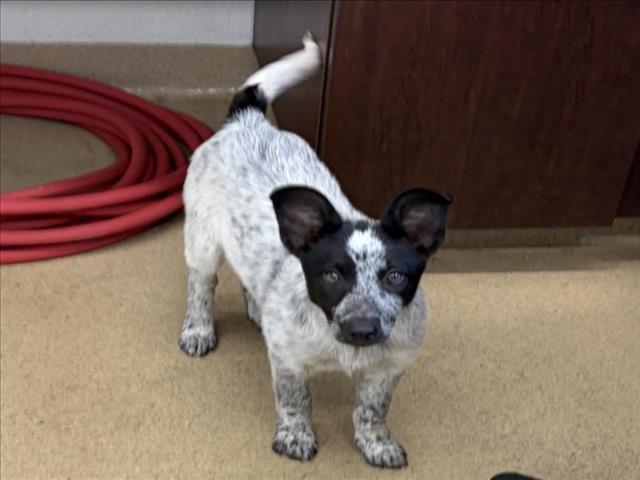 *Deegan, Australian Cattle Dog/Blue Heeler