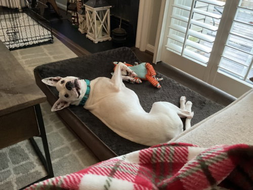 *MAGGIE, a Boxer / Staffordshire Bull Terrier / Mixed (medium coat) dog for adoption in Derwood, MD