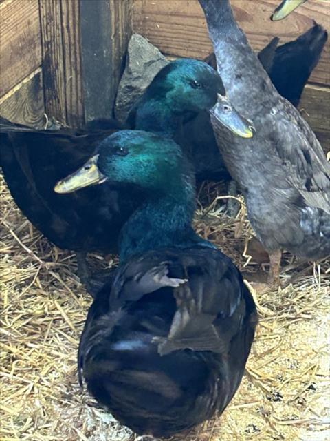 DUCK 1, other