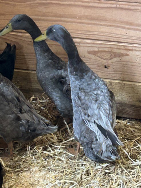 DUCK 4, other