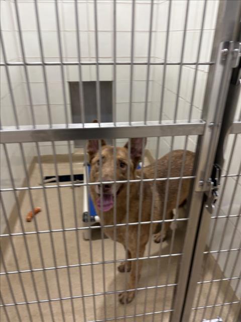 MAX, a dog for adoption from Montgomery County Animal Services and Adoption Center
