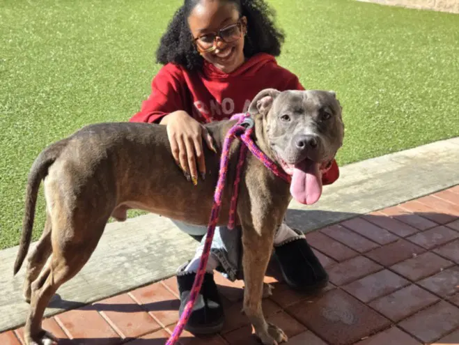 Pablo - American Pit Bull Terrier