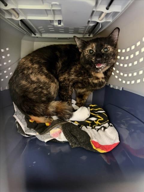JUBILEE, cat