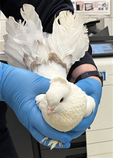 *PENELOP, a poultry for adoption from Montgomery County Animal Services and Adoption Center