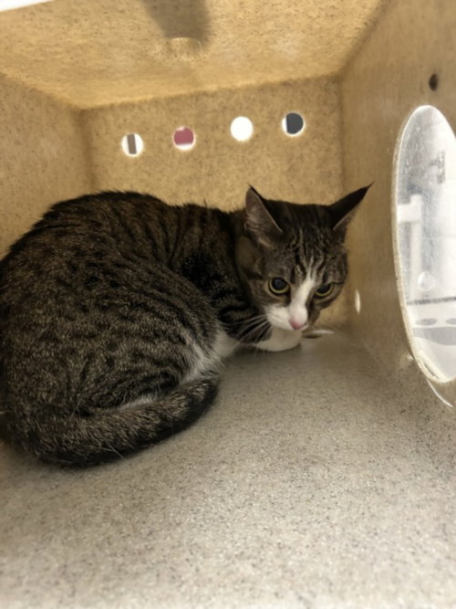 *MS FRIZZLE, a cat for adoption from Montgomery County Animal Services and Adoption Center
