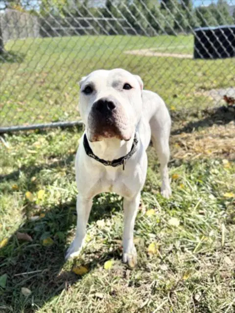 Monroe - American Pit Bull Terrier