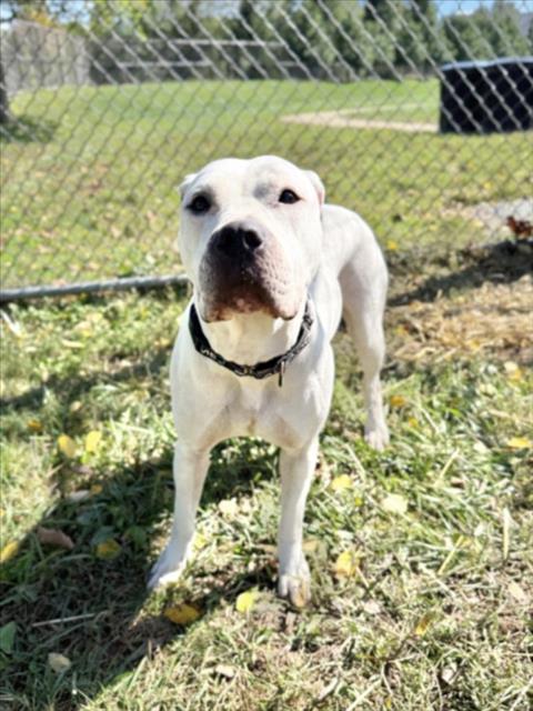 MONROE, a dog for adoption from Montgomery County Animal Services and Adoption Center