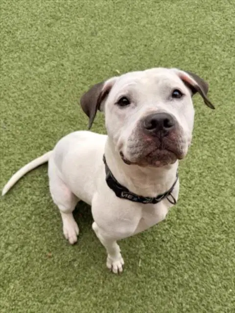Monroe - American Pit Bull Terrier